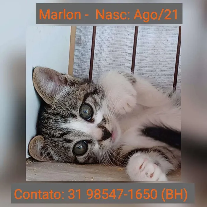 Gato raça SRD-ViraLata idade 2 a 6 meses nome MARLON
