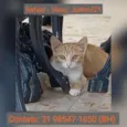 RAFAEL
