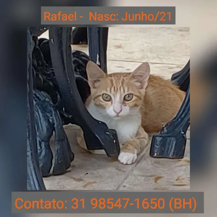 Gato raça SRD idade 2 a 6 meses nome RAFAEL