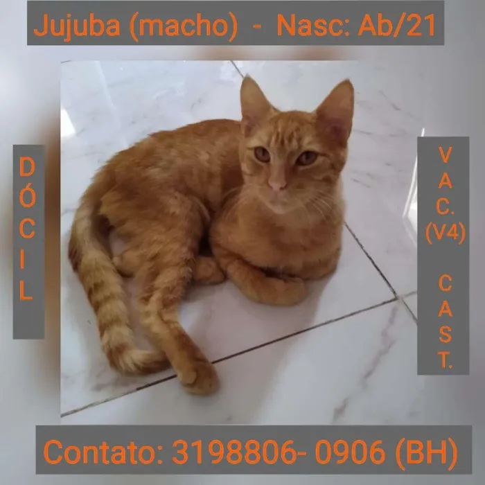 Gato raça SRD idade 2 a 6 meses nome JUJUBA