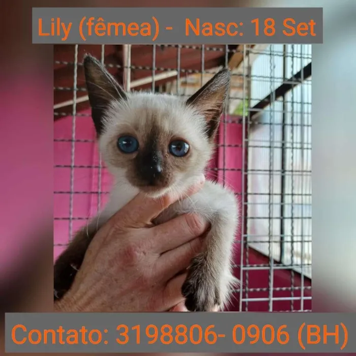 Gato raça SRD idade Abaixo de 2 meses nome LILY