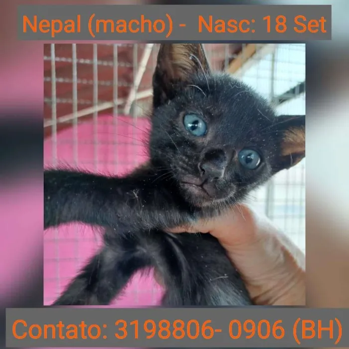 Gato raça SRD idade Abaixo de 2 meses nome NEPAL