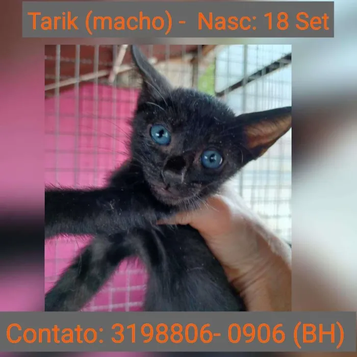 Gato raça SRD idade Abaixo de 2 meses nome TARIK