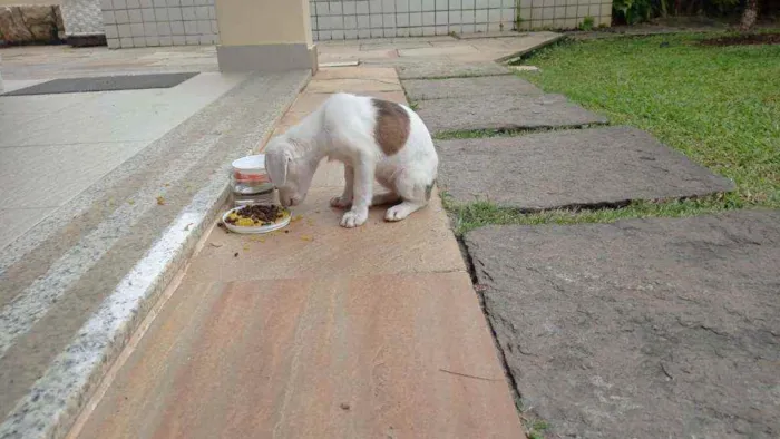 Cachorro ra a Mestiço  idade 2 a 6 meses nome Lolla