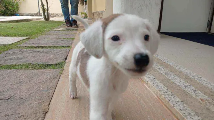 Cachorro ra a Mestiço  idade 2 a 6 meses nome Lolla