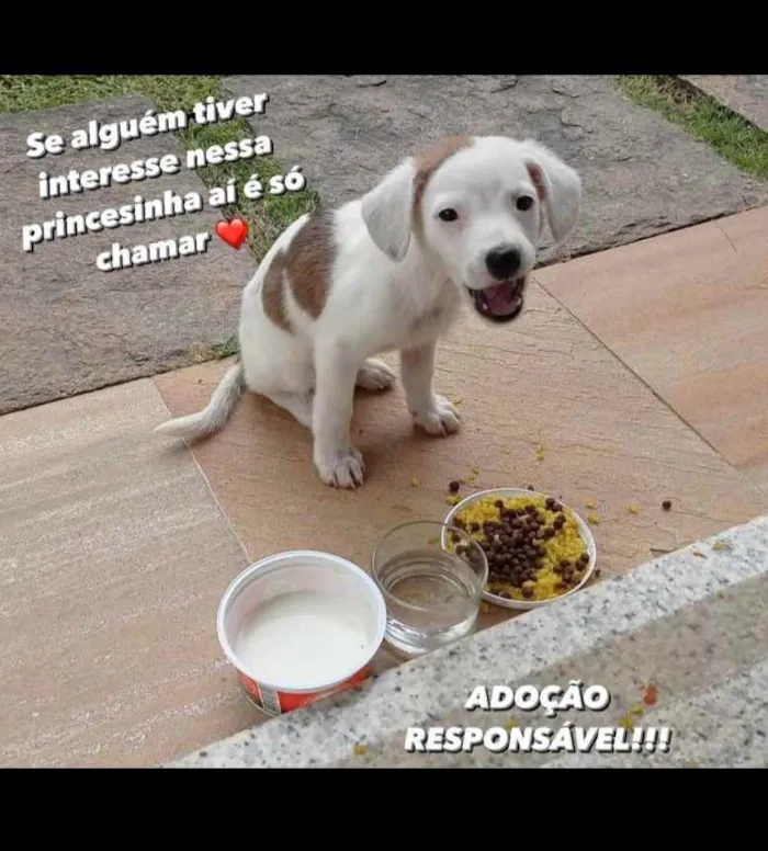 Cachorro ra a Mestiço  idade 2 a 6 meses nome Lolla