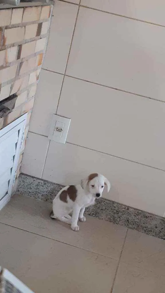 Cachorro ra a Mestiço  idade 2 a 6 meses nome Lolla