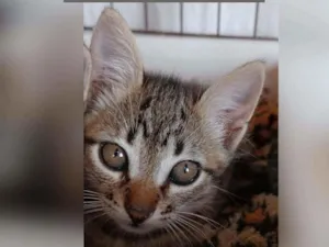 Gato raça SRD idade 2 a 6 meses nome BIA