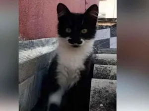 Gato raça SRD idade 2 a 6 meses nome BAROT