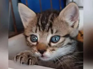Gato raça SRD idade 2 a 6 meses nome LILICA