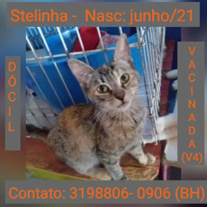 Gato raça SRD idade 2 a 6 meses nome STELINHA