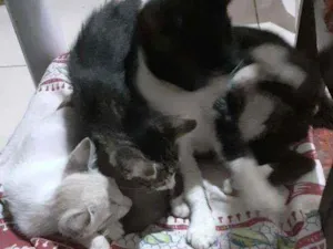 Gato raça Mestiços  idade 2 a 6 meses nome Marcha e tom