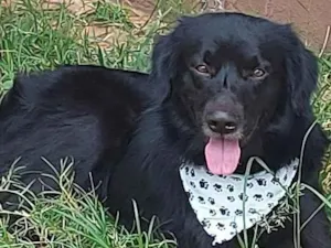 Cachorro raça SRD-ViraLata idade 3 anos nome Negão
