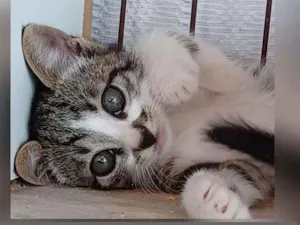 Gato raça SRD-ViraLata idade 2 a 6 meses nome MARLON