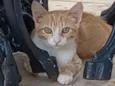 RAFAEL
