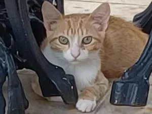 Gato raça SRD idade 2 a 6 meses nome RAFAEL