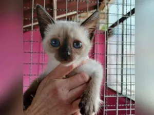 Gato raça SRD idade Abaixo de 2 meses nome LILY