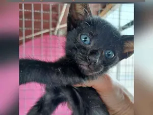 Gato raça SRD idade Abaixo de 2 meses nome NEPAL