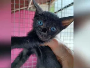 Gato raça SRD idade Abaixo de 2 meses nome TARIK