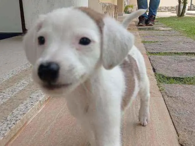 Cachorro ra a Mestiço  idade 2 a 6 meses nome Lolla