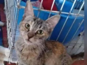 Gato raça SRD idade 2 a 6 meses nome STELINHA