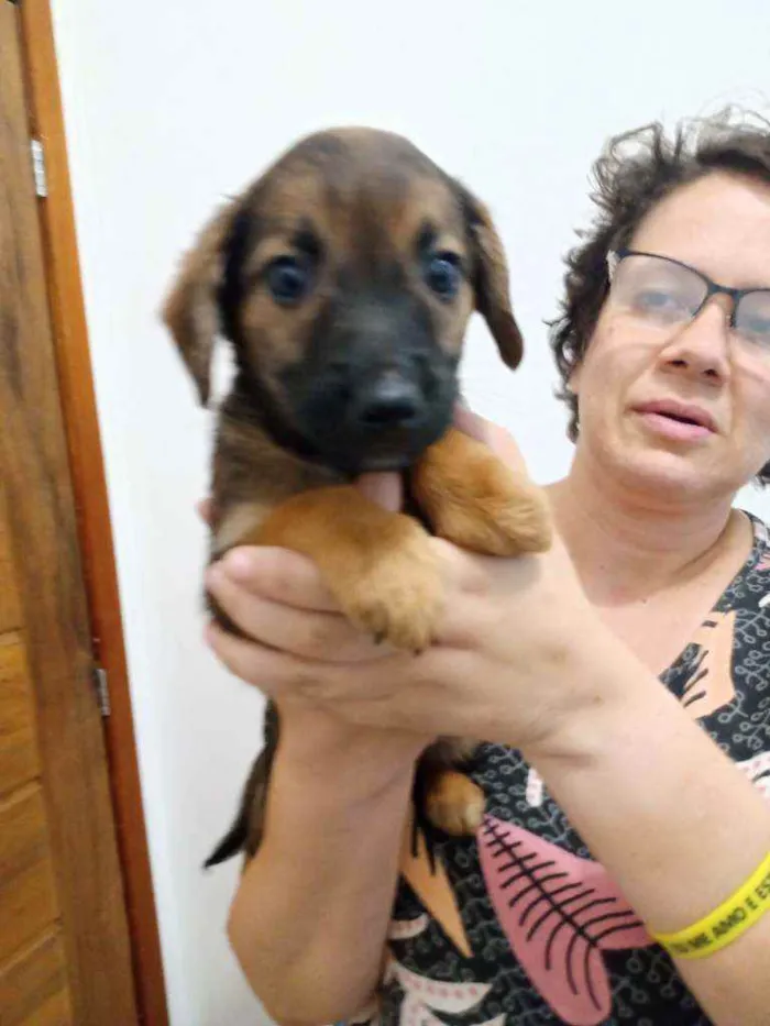 Cachorro raça Srd idade Abaixo de 2 meses nome Dengoso