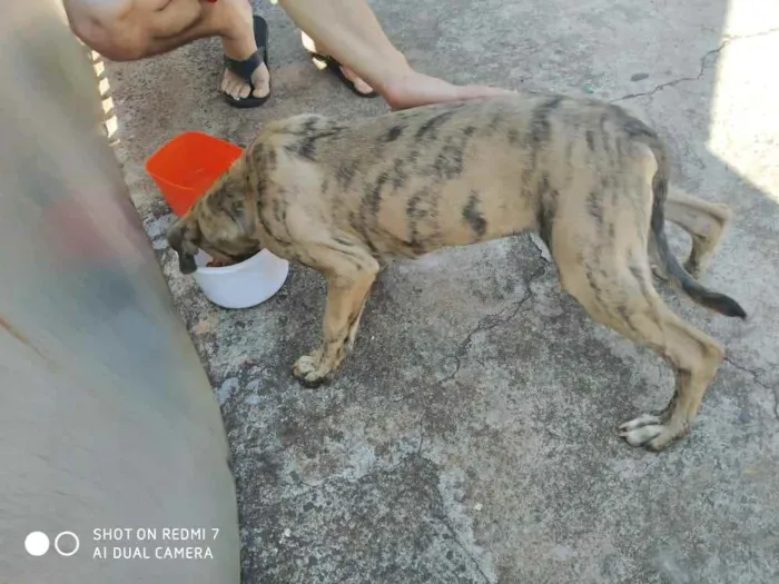 Cachorro ra a Acho que é fila  idade 2 a 6 meses nome Marley