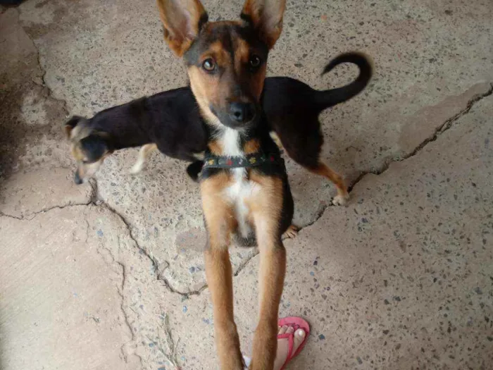 Cachorro ra a S.R.D idade 2 a 6 meses nome Sem nome