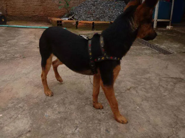 Cachorro ra a S.R.D idade 2 a 6 meses nome Sem nome