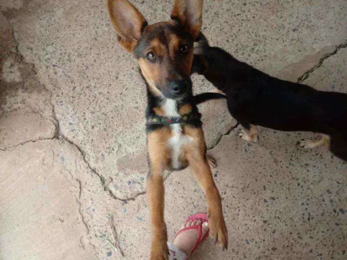 Cachorro ra a S.R.D idade 2 a 6 meses nome Sem nome