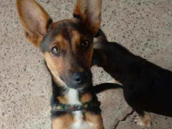 Cachorro ra a S.R.D idade 2 a 6 meses nome Sem nome
