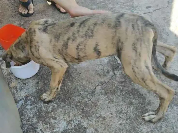 Cachorro ra a Acho que é fila  idade 2 a 6 meses nome Marley
