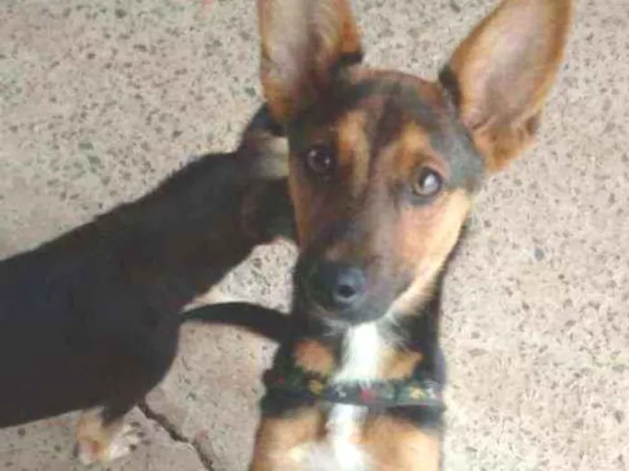 Cachorro ra a S.R.D idade 2 a 6 meses nome Sem nome