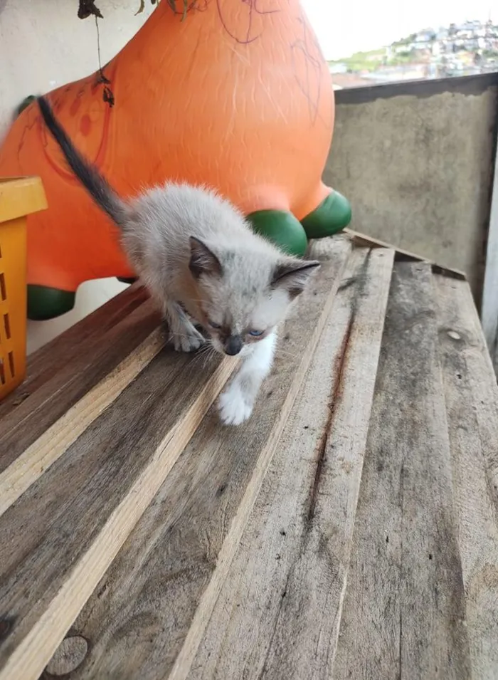 Gato raça Indefinido idade 2 a 6 meses nome Indefinido