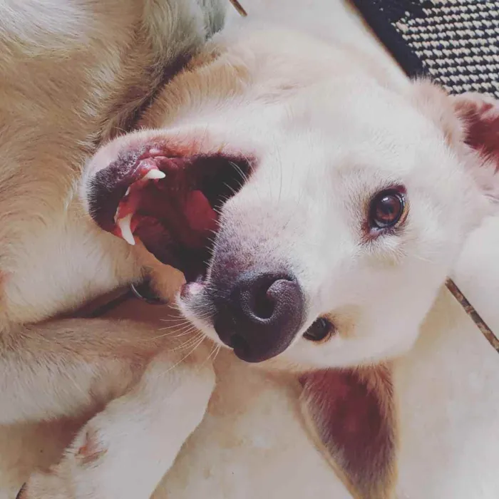 Cachorro ra a Akita idade 2 anos nome Rio