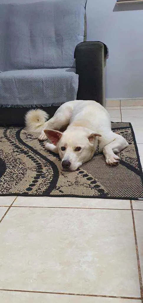Cachorro ra a Akita idade 2 anos nome Rio