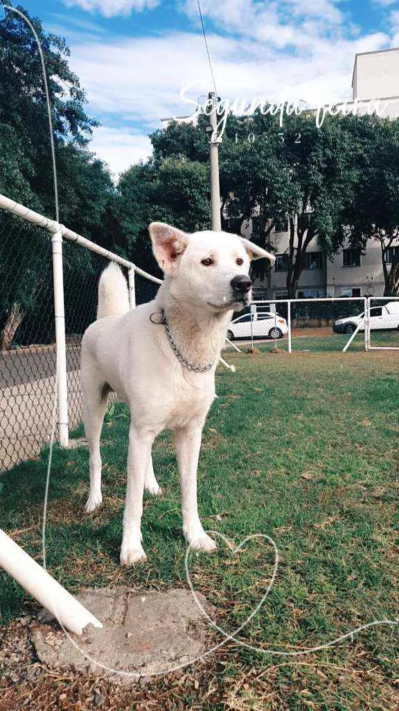 Cachorro ra a Akita idade 2 anos nome Rio