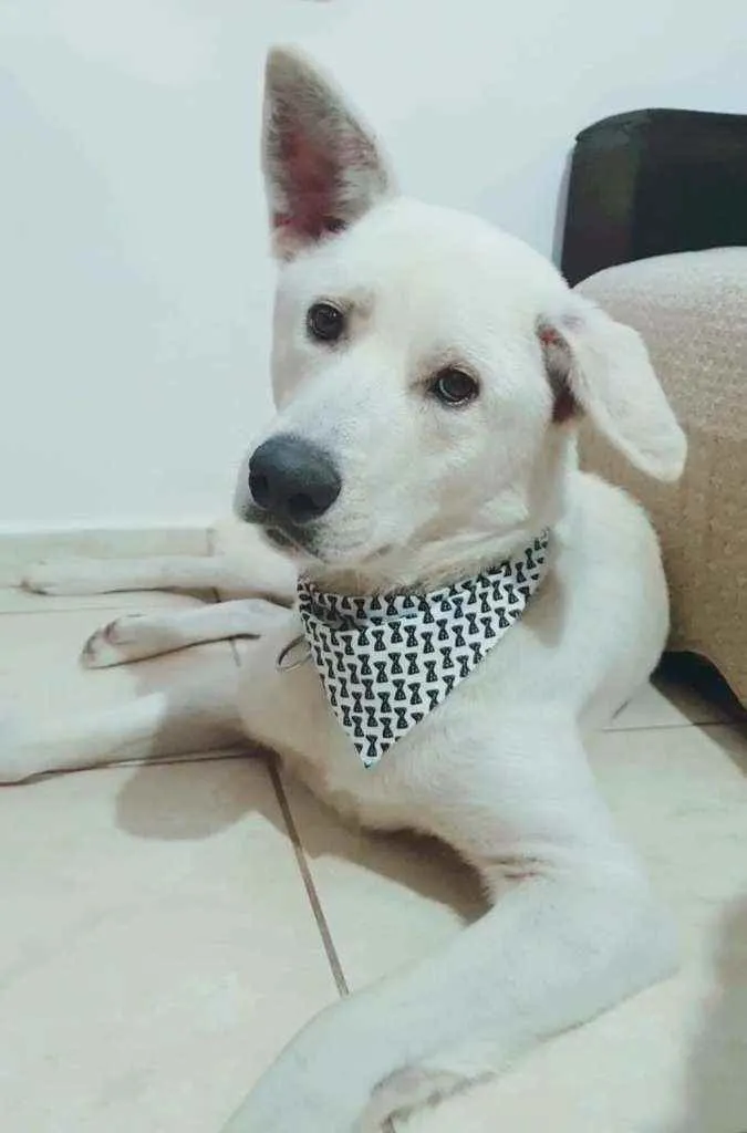 Cachorro ra a Akita idade 2 anos nome Rio