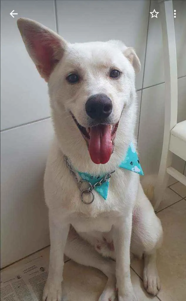 Cachorro ra a Akita idade 2 anos nome Rio