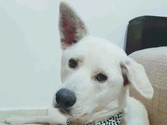Cachorro ra a Akita idade 2 anos nome Rio