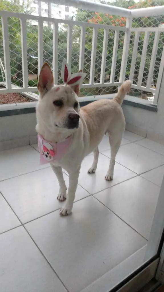 Cachorro ra a SRD idade 3 anos nome Felicia