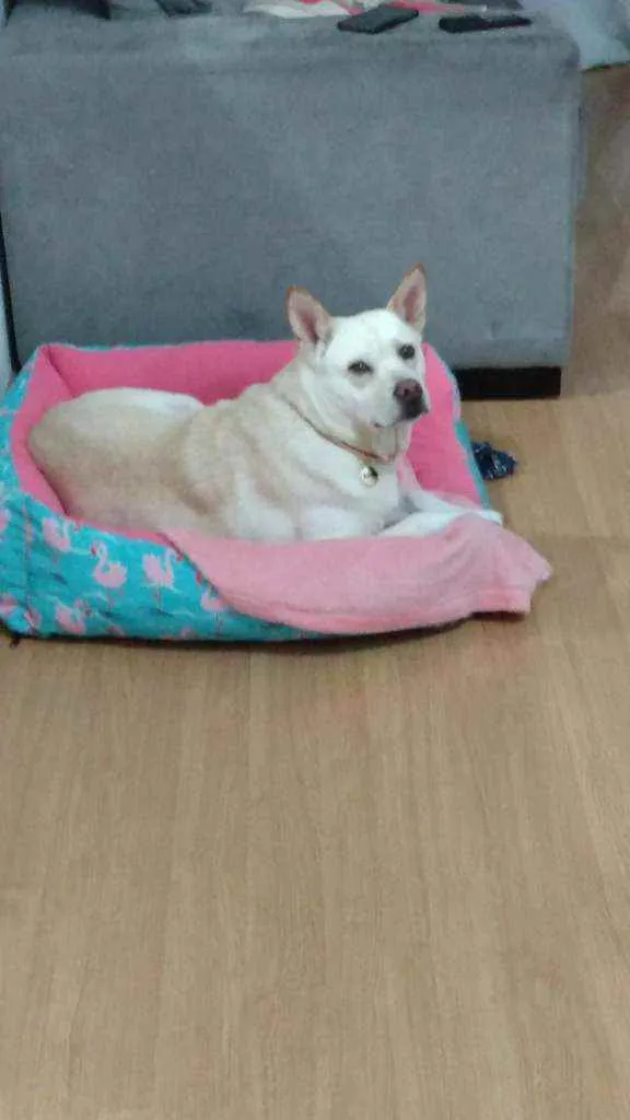 Cachorro ra a SRD idade 3 anos nome Felicia