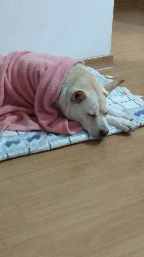Cachorro ra a SRD idade 3 anos nome Felicia