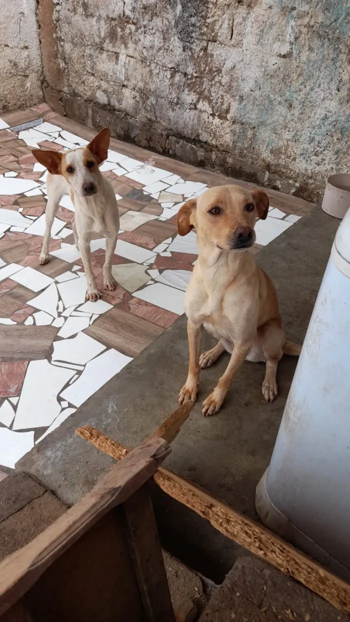 Cachorro raça Vira lata idade 2 anos nome Mel e Jully