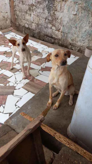 Cachorro raça Vira lata idade 2 anos nome Mel e Jully