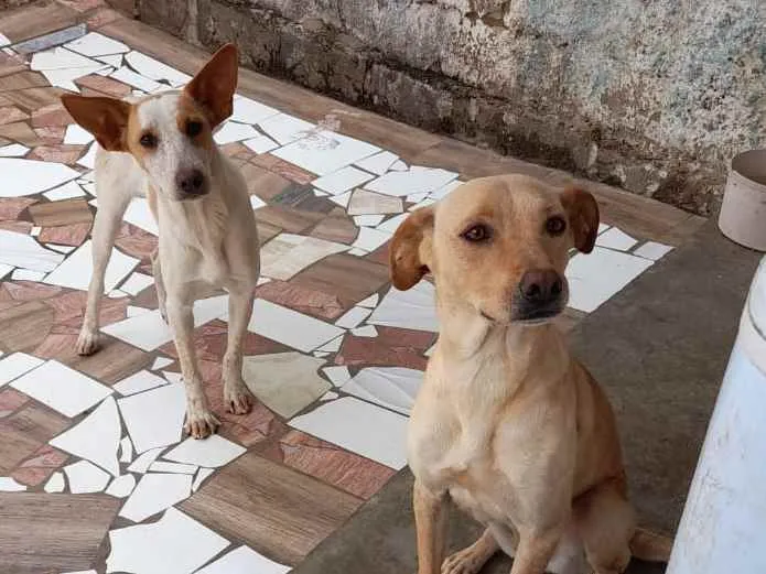 Cachorro raça Vira lata idade 2 anos nome Mel e Jully