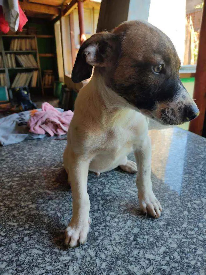 Cachorro ra a Sem raça definida idade Abaixo de 2 meses nome Kiko