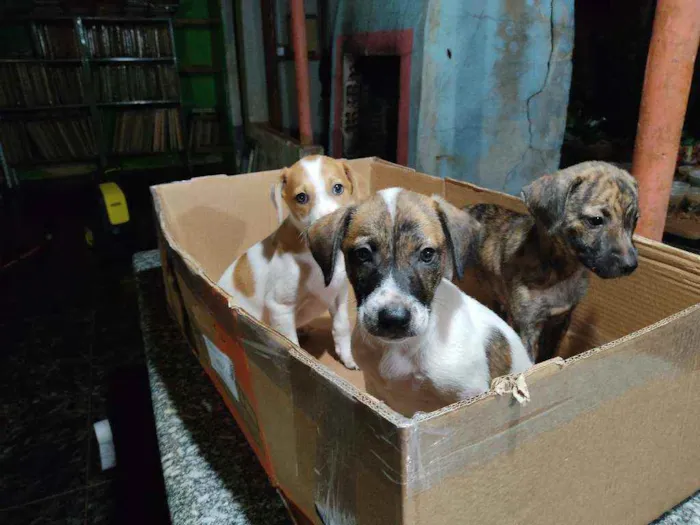 Cachorro ra a Sem raça definida idade Abaixo de 2 meses nome Kiko