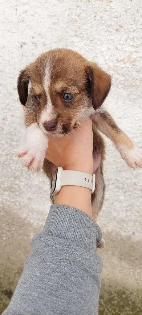 Cachorro ra a Sem raça definida idade Abaixo de 2 meses nome Sem nome