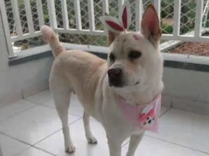 Cachorro raça SRD idade 3 anos nome Felicia